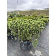 Сосна гірська Мугус 110-120 см